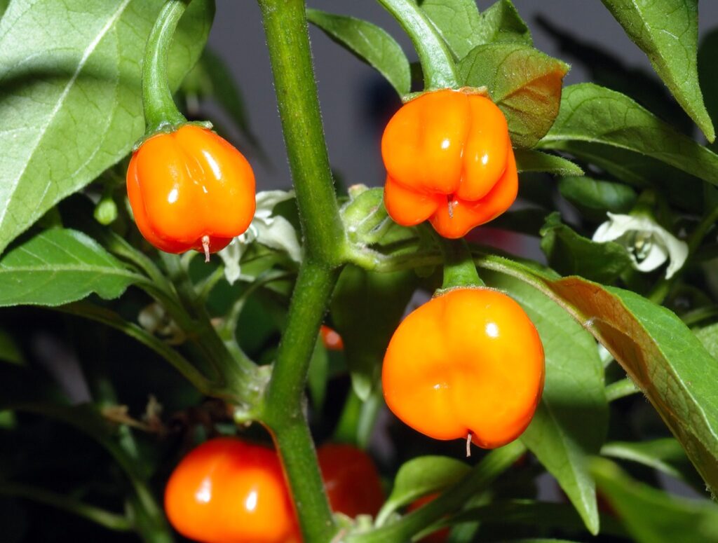 Fresh red and orange hot peppers