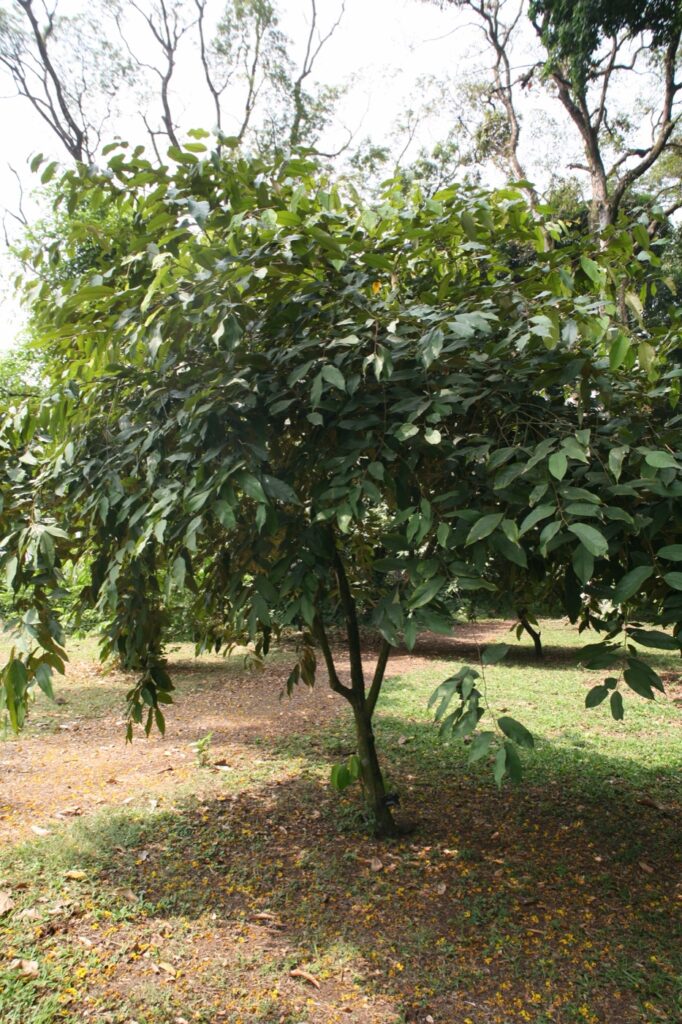 Afrostyrax lepidophyllus plant material associated with country onion