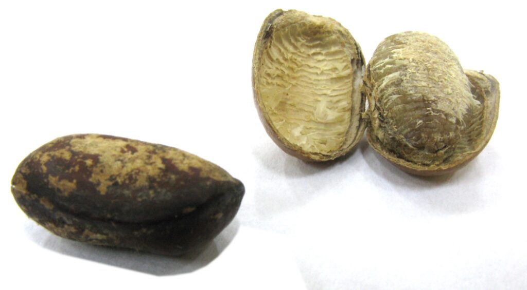 Dark Monodora myristica seeds used as ehuru