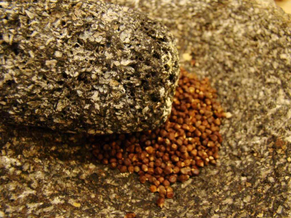 Loose brown grains of paradise seeds