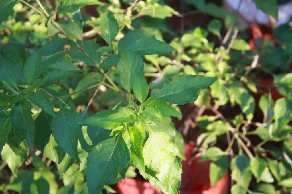 Fresh green Ocimum gratissimum scent leaves