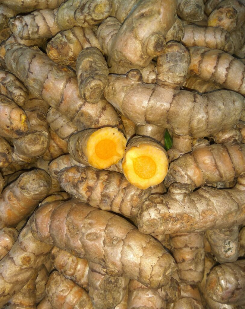 Fresh orange turmeric rhizomes