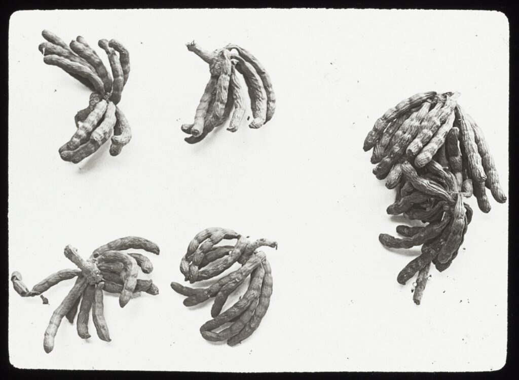 A historical study depicting dried Xylopia aethiopica uda pods
