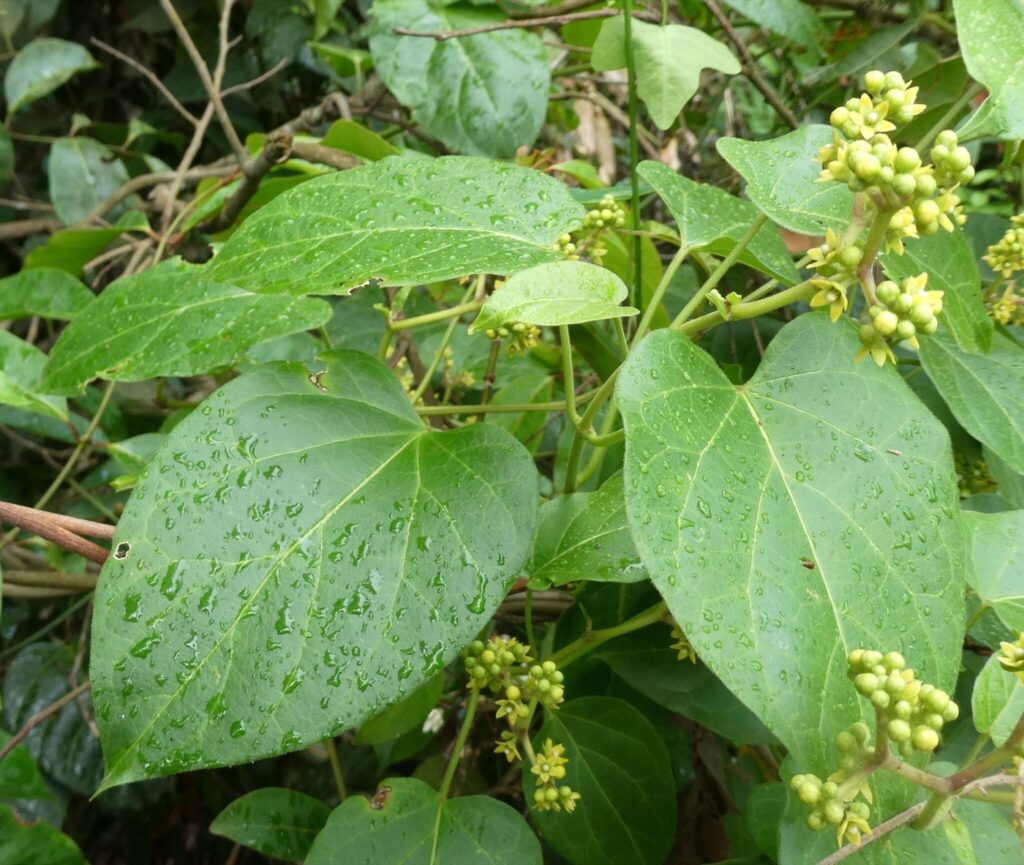 A photographed leafy Gongronemopsis latifolia plant associated with utazi