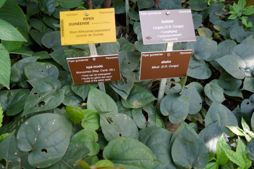 A labelled Piper guineense plant; the seed is documented separately in the field note